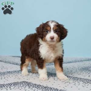 Addi, Mini Aussiedoodle Puppy